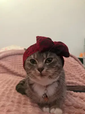 Eine schöne Katze sucht neues Zuhause