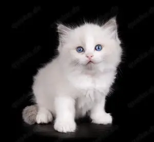 Ragdoll Kitten mit Stammbaum   aus liebevoller Familienaufzucht
