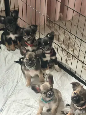 Chihuahua Welpen