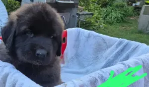 Welpen, Hund, Hündin, Rüden, germanischer Bärenhund
