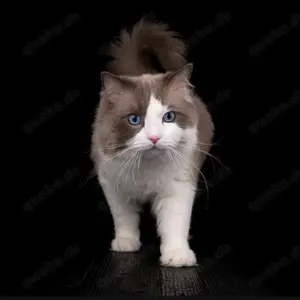 Ragdoll Deckkater 