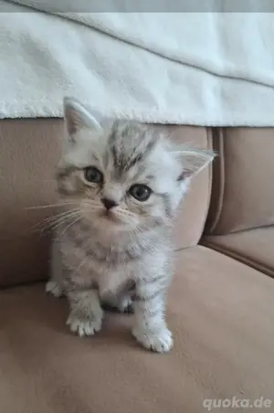 BKH Kitten Tabby