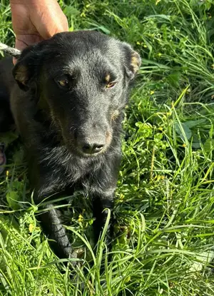 Marci   ist ein ganz besonders TOLLER  Bild 6