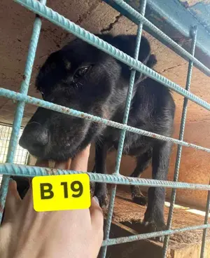 Marci   ist ein ganz besonders TOLLER  Bild 10