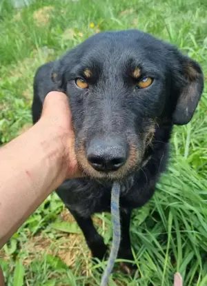 Marci   ist ein ganz besonders TOLLER  Bild 5