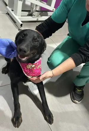 Marci   ist ein ganz besonders TOLLER  Bild 8