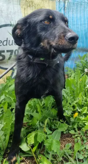 Marci   ist ein ganz besonders TOLLER  Bild 4