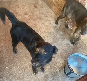 Marci   ist ein ganz besonders TOLLER  Bild 9