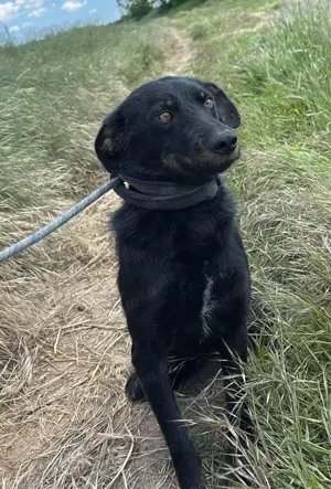 Marci   ist ein ganz besonders TOLLER  Bild 7