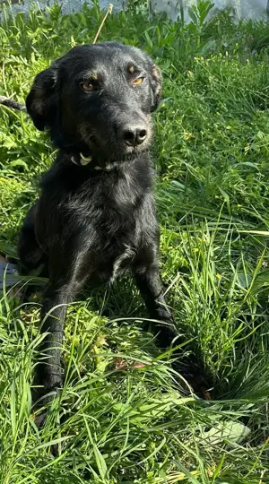 Marci   ist ein ganz besonders TOLLER  Bild 2