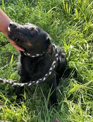 Marci   ist ein ganz besonders TOLLER  Bild 3