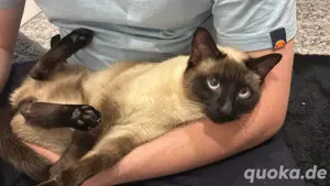 Siamkatze abzugeben