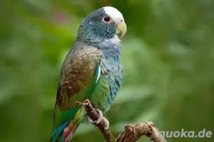 Suche Weißkopfpapagei Henne