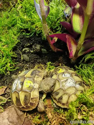 Gebe Griechische Landschildkröten ab