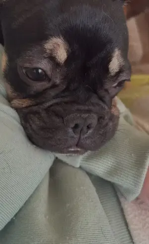 Französische bulldogge 