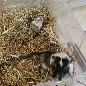Rennmaus Vater und Sohn Duo