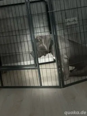 american bully pocket