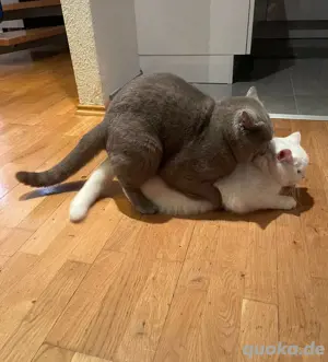 BKH Deckkater Bild 7