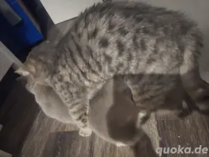 sehr erfahrener deckkater Wolke CHAMPION  Bild 3