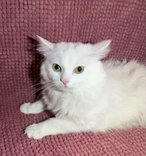 Zuckerweiße kater 