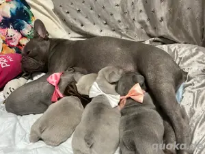 französische Bulldogge Welpen
