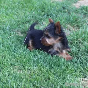 Yorkshire Terrier 
