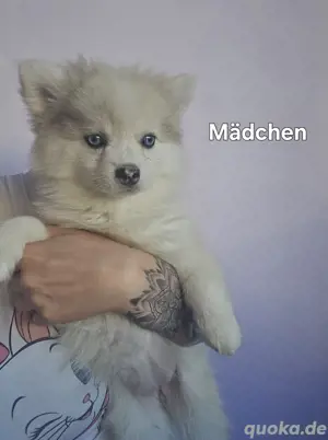 Pomsky Welpen auszugsbereit blaue Augen 6 7kilo kleinbleibend