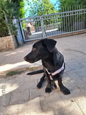 Labrador Mix