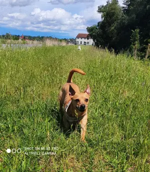  Rehpinscher Hündin abzugeben 