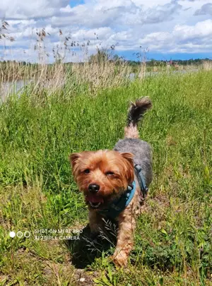 Yorkimix Rüde und Rehpinscher Hündin zusammen abzugeben 