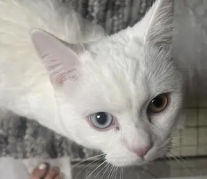 Schmusekater   Türkisch Angora, 1 Jahr alt, reinweiß & wunderschön