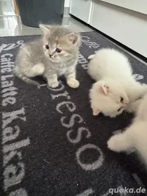 BKH Kitten