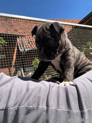 Boxermischlingswelpen 