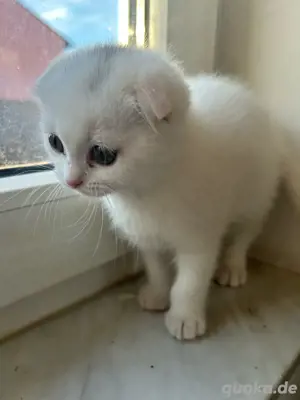    Drei besondere Katzen suchen ein liebevolles Zuhause   Mimi, Johnny & Leila