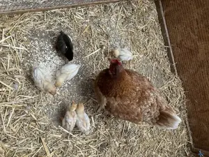 Küken, süße Küken von Legehühnern, aus Naturbrut, in liebe Hände