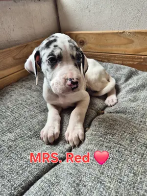 Deutsche Doggen Welpen 