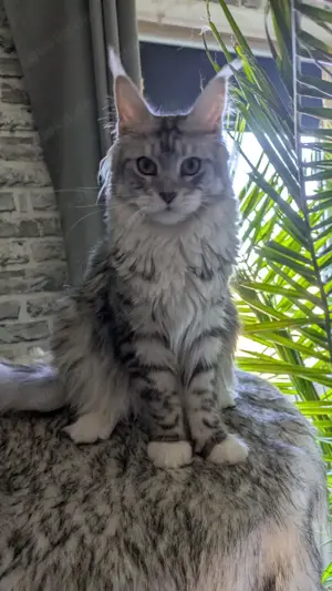 11 Monate junge Maine Coon Mädchen mit Ahnentafel sind ab sofort auf der Suche