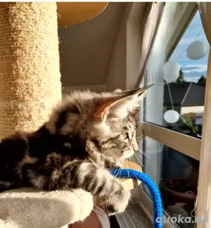 reinrassiges Maine Coon Kitten