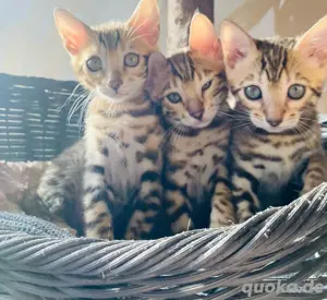 Unsere kleinen Leoparden suchen ein liebevolles Für-immer-Zuhause