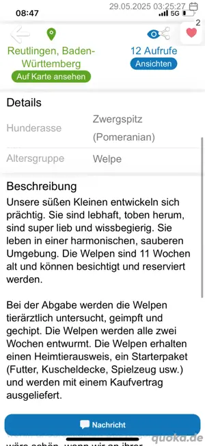 SIND BETRÜGER!!!!! Pomeranian Zwergspitz  Bild 4