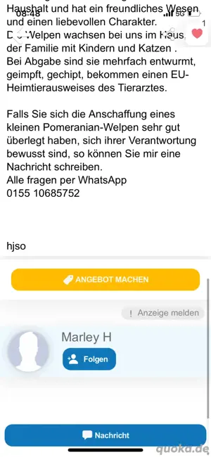 SIND BETRÜGER!!!!! Pomeranian Zwergspitz  Bild 2