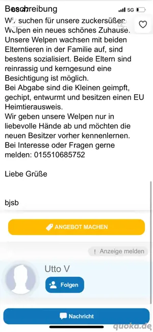 SIND BETRÜGER!!!!! Pomeranian Zwergspitz  Bild 5