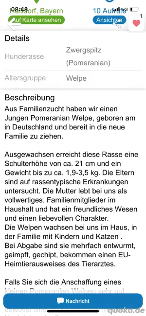 SIND BETRÜGER!!!!! Pomeranian Zwergspitz  Bild 7