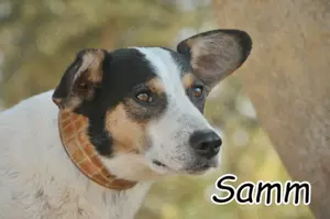 Öffnen Sie ihr Herz für den lustigen Samm?