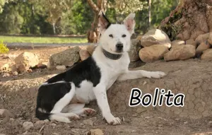 Zeigen Sie der hübschen Bolita das Leben?