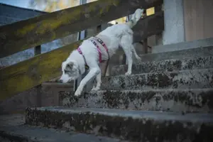 Wer schenkt Tapio ein Zuhause? Bild 5