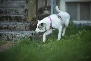 Wer schenkt Tapio ein Zuhause? Bild 6