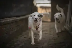 Wer schenkt Tapio ein Zuhause? Bild 3