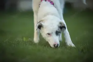 Wer schenkt Tapio ein Zuhause? Bild 4