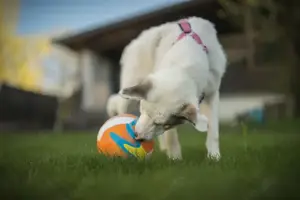 Wer schenkt Tapio ein Zuhause? Bild 4